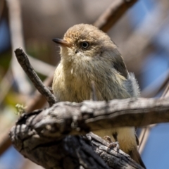 Acanthiza reguloides (Buff-rumped Thornbill) at Forde, ACT - 19 Jan 2021 by trevsci