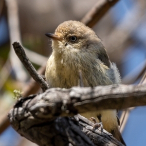 Acanthiza reguloides at Forde, ACT - 20 Jan 2021