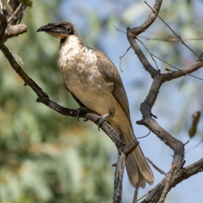 Philemon corniculatus (Noisy Friarbird) at Goorooyarroo NR (ACT) - 19 Jan 2021 by trevsci