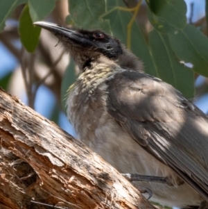 Philemon corniculatus at Forde, ACT - 20 Jan 2021