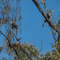 Philemon corniculatus at Forde, ACT - 20 Jan 2021