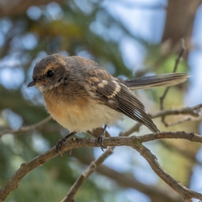 Rhipidura albiscapa (Grey Fantail) at Goorooyarroo NR (ACT) - 20 Jan 2021 by trevsci