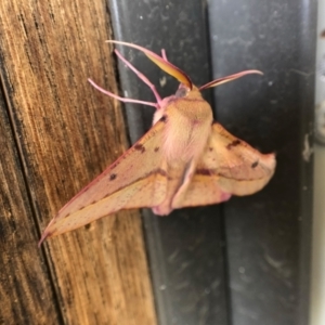 Oenochroma vinaria at Holt, ACT - 22 Jan 2021 02:02 PM