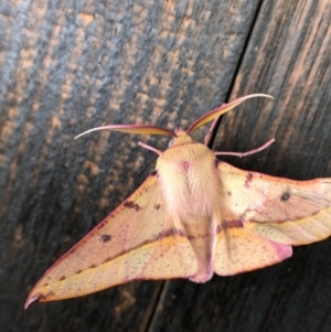 Oenochroma vinaria at Holt, ACT - 22 Jan 2021 02:02 PM