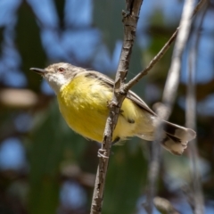 Gerygone olivacea at Throsby, ACT - 20 Jan 2021 11:03 AM