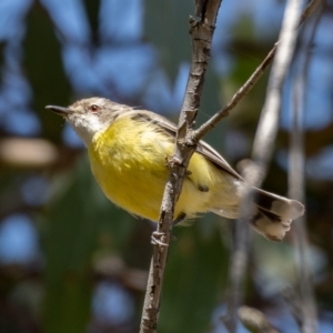 Gerygone olivacea at Throsby, ACT - 20 Jan 2021 11:03 AM