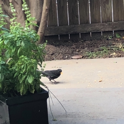 Turdus merula (Eurasian Blackbird) at Gungahlin, ACT - 22 Jan 2021 by Petal