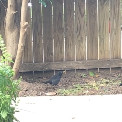 Turdus merula at Gungahlin, ACT - 22 Jan 2021