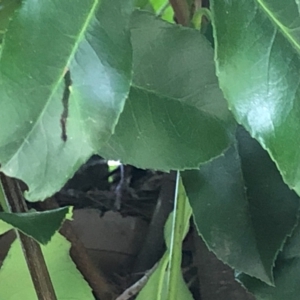 Turdus merula at Gungahlin, ACT - 22 Jan 2021 04:10 PM