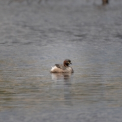 Tachybaptus novaehollandiae (Australasian Grebe) at Mulligans Flat - 20 Jan 2021 by trevsci