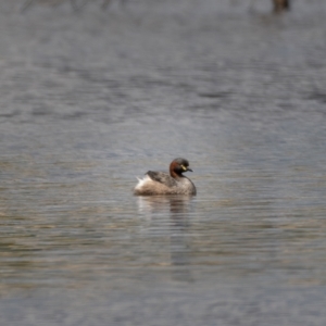 Tachybaptus novaehollandiae at Forde, ACT - 20 Jan 2021