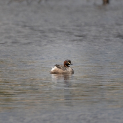 Tachybaptus novaehollandiae (Australasian Grebe) at Mulligans Flat - 20 Jan 2021 by trevsci