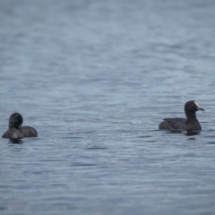 Fulica atra (Eurasian Coot) at Mulligans Flat - 20 Jan 2021 by trevsci