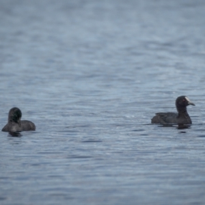 Fulica atra at Forde, ACT - 20 Jan 2021