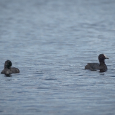 Fulica atra (Eurasian Coot) at Mulligans Flat - 20 Jan 2021 by trevsci