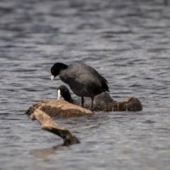 Fulica atra at Forde, ACT - 20 Jan 2021 12:49 PM