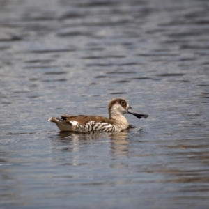 Malacorhynchus membranaceus at Throsby, ACT - 20 Jan 2021