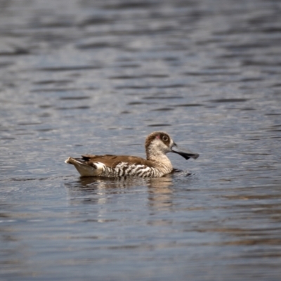 Malacorhynchus membranaceus (Pink-eared Duck) at Throsby, ACT - 20 Jan 2021 by trevsci