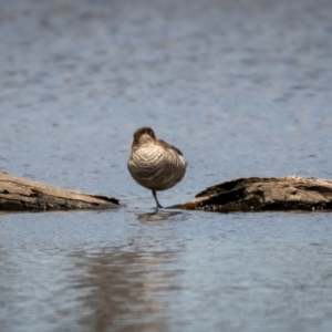 Malacorhynchus membranaceus at Throsby, ACT - 20 Jan 2021