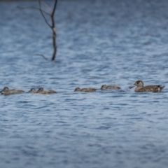 Malacorhynchus membranaceus at Throsby, ACT - 20 Jan 2021