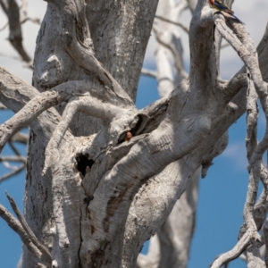 Platycercus eximius at Forde, ACT - 20 Jan 2021 12:33 PM