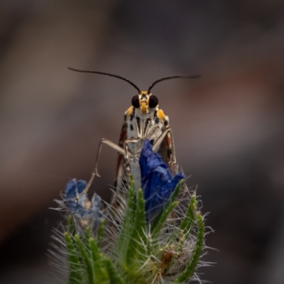 Utetheisa pulchelloides (Heliotrope Moth) at Mulligans Flat - 20 Jan 2021 by trevsci