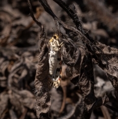 Utetheisa pulchelloides at Forde, ACT - 20 Jan 2021