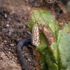 Utetheisa pulchelloides at Forde, ACT - 20 Jan 2021