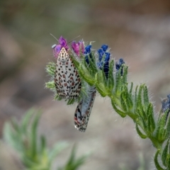 Utetheisa pulchelloides at Forde, ACT - 20 Jan 2021