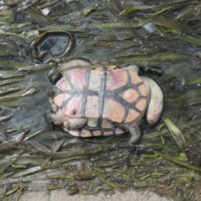 Chelodina longicollis (Eastern Long-necked Turtle) at Yerrabi Pond - 22 Jan 2021 by TrishGungahlin