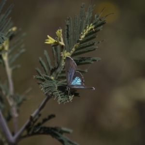 Jalmenus icilius at Greenway, ACT - 19 Jan 2021