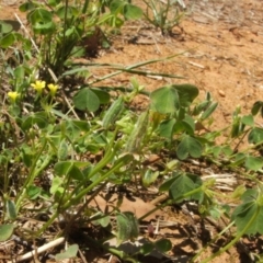 Oxalis perennans at Nangus, NSW - 13 Dec 2010