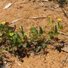 Oxalis perennans at Nangus, NSW - 13 Dec 2010 11:55 AM