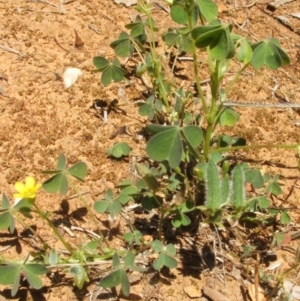 Oxalis perennans at Nangus, NSW - 13 Dec 2010 11:55 AM