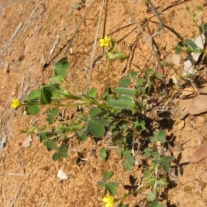 Oxalis perennans at Nangus, NSW - 13 Dec 2010 11:55 AM