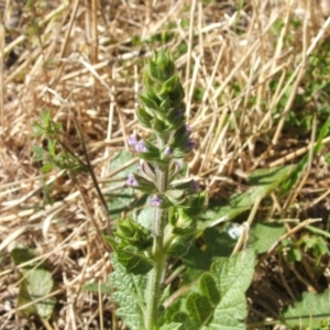 Salvia verbenaca var. verbenaca at Nangus, NSW - 13 Dec 2010 09:33 AM