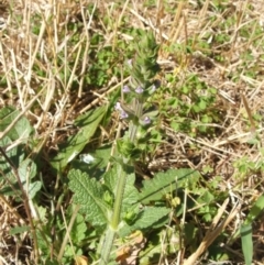 Salvia verbenaca var. verbenaca at Nangus, NSW - 13 Dec 2010 09:33 AM