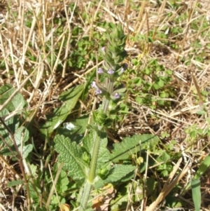 Salvia verbenaca var. verbenaca at Nangus, NSW - 13 Dec 2010 09:33 AM