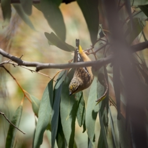 Pardalotus punctatus at Forde, ACT - 20 Jan 2021