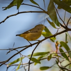 Pardalotus punctatus at Forde, ACT - 20 Jan 2021