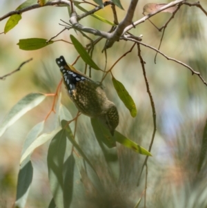 Pardalotus punctatus at Forde, ACT - 20 Jan 2021