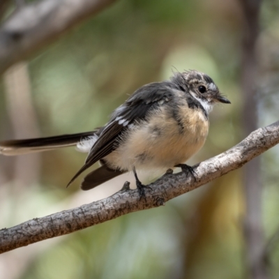 Rhipidura albiscapa (Grey Fantail) at Mulligans Flat - 20 Jan 2021 by trevsci