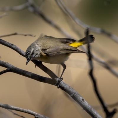Acanthiza chrysorrhoa (Yellow-rumped Thornbill) at Forde, ACT - 20 Jan 2021 by trevsci