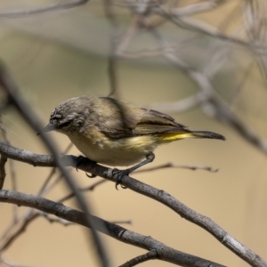 Acanthiza chrysorrhoa at Forde, ACT - 20 Jan 2021