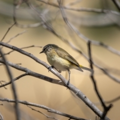 Acanthiza chrysorrhoa at Forde, ACT - 20 Jan 2021