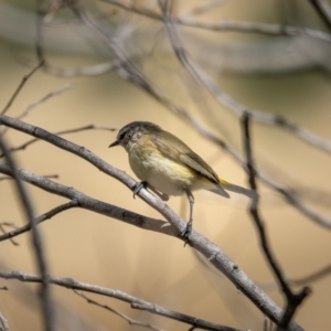 Acanthiza chrysorrhoa at Forde, ACT - 20 Jan 2021