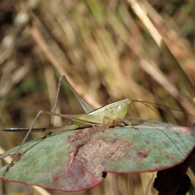 Conocephalus sp. (genus) (A Tussock Katydid) at Cook, ACT - 22 Jan 2021 by CathB