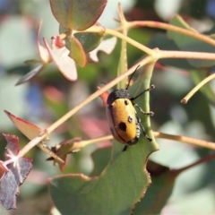 Cadmus (Cadmus) litigiosus (Leaf beetle) at Cook, ACT - 22 Jan 2021 by CathB