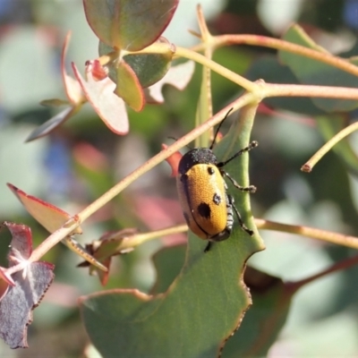 Cadmus (Cadmus) litigiosus (Leaf beetle) at Mount Painter - 21 Jan 2021 by CathB