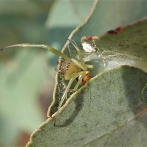 Deliochus pulcher at Cook, ACT - 22 Jan 2021 07:41 AM